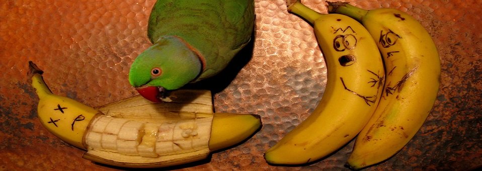 Day 4 – Parakeet Banana’s Cooking in a Dirty Kitchen