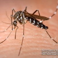 DOH Reports 19 Deaths, Over 4K Dengue Cases in Region 8