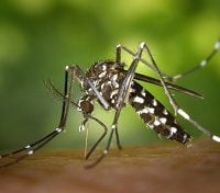 Consistent Rise of Dengue Cases in E. Visayas Alarms DOH